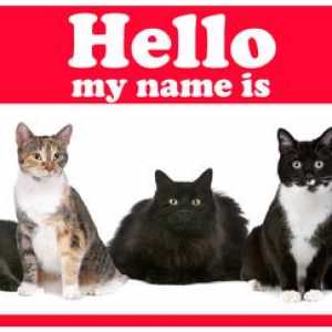 Le migliori nomi del gatto