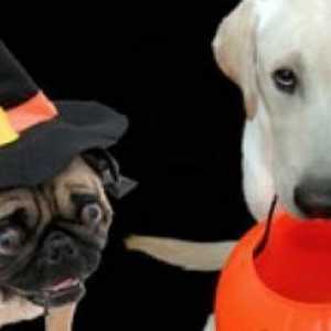Le migliori nomi del cane a tema halloween