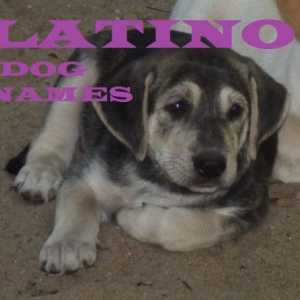 Le migliori nomi del cane latino