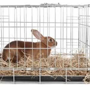 Miglior tipo di gabbie per conigli