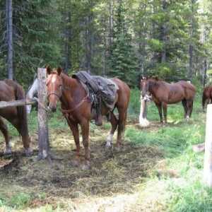 Addestramento del cavallo - quando è l`abuso disciplina?