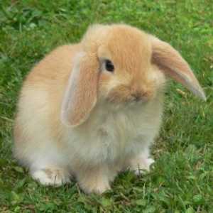 Guida Bunny razza: mini lop / holland lop i conigli