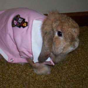 Guida cura Bunny: coniglietti possono indossare vestiti?