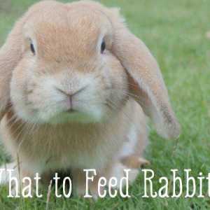 Bunny guida attenzione: quali cibi fanno conigli mangiano?