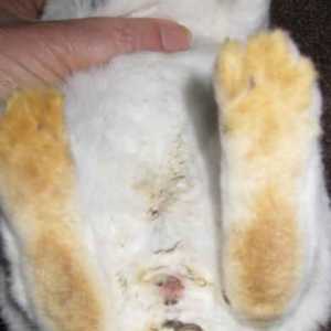 Bunny enterotoxemia