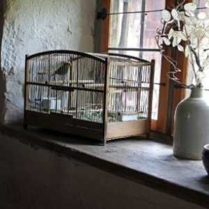 Suggerimenti per la cura degli animali in gabbia