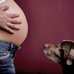I cani possono sentire bambini nel grembo materno?