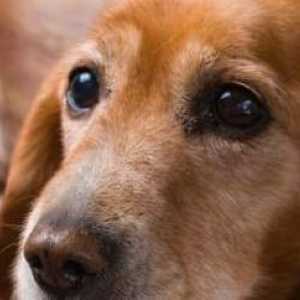 Posso dare il mio cane aspirina per l`artrite e dolori articolari?