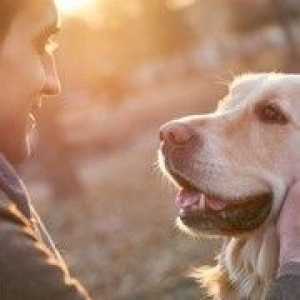 Innovazione Cancer: le probabilità di migliorare per i cani con emangiosarcoma