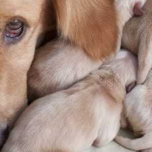 Canine hydrops materna: una condizione potenzialmente mortale sappiamo troppo poco