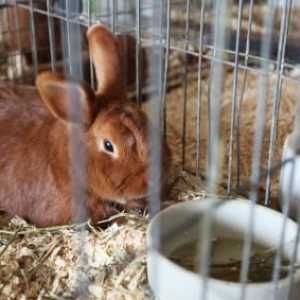 Cura e alimentazione dei conigli