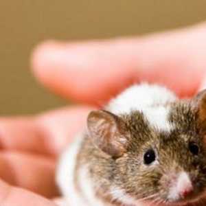 Prendersi cura di un mouse: le basi