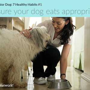 Prendersi cura di un cane anziano: 7 abitudini sane