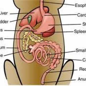 Sistema digestivo Carnivore