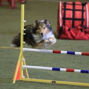 "Carry on" concorrenti del cane AKC 2016 agilità campionati nazionali