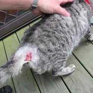Cat ascesso o lotta gatto ascesso - sintomi e trattamento