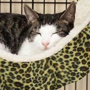 Letti Cat: quello letto gatto è giusto per il vostro gatto?