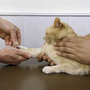 Tipi di sangue del gatto: si fa a sapere il gruppo sanguigno del vostro gatto?