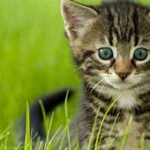 Pulci di gatto: quello che c`è da sapere