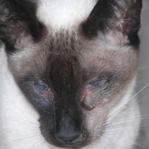 Cat influenza sintomi, il trattamento e le cause (malattie delle vie respiratorie superiori)