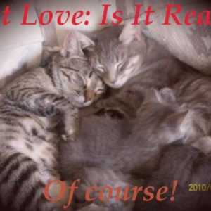 Amore del gatto: i gatti amano veramente?
