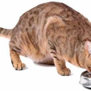 Nutrizione Cat