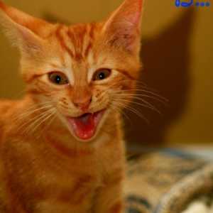 Personalità Cat: felino-nalità e incontrare il tuo partner