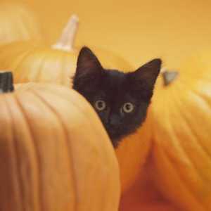 Sicurezza Cat: pericoli nascosti di halloween
