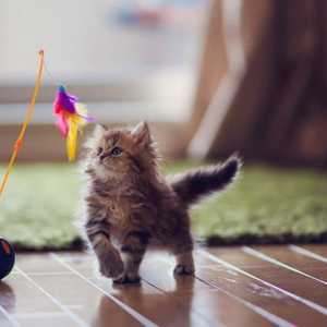 Giocattoli gatto: tutto quello che c`è da sapere