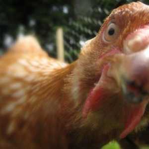 La dipendenza di pollo e il proprietario pollo urbano