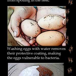 Polli: principiante coltivatore cortile e uova fresche