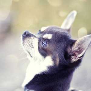 Chihuahua informazioni della razza: sensale doggie
