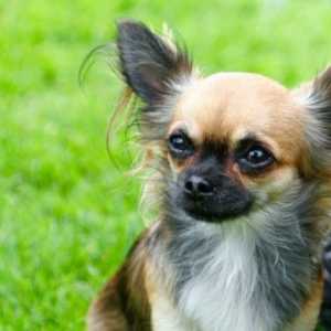 Nomi Chihuahua: maschio, femmina, carino, e messicano