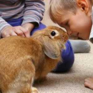 Bambini e conigli da compagnia