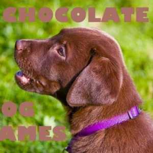 Nomi di cane cioccolato per un labrador retriever
