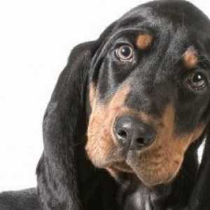 La scelta di un Coonhound nero e marrone