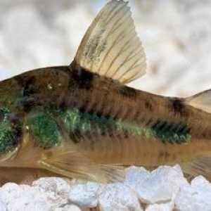 La scelta di un pesce gatto Corydoras