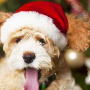 Cibi di Natale che fanno male per i nostri cani
