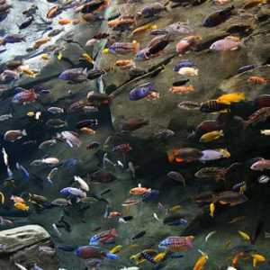 Pesce Cichlid: top 15 cose che dovete sapere