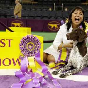 Cj il puntatore shorthaired tedesco vince cane Westminster spettacolo 2016
