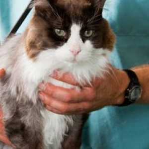 Questioni di salute e cura del gatto comune