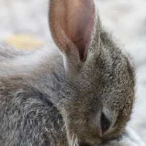Domande più comuni su conigli