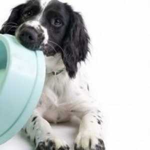 Domande più frequenti sulla nutrizione cane
