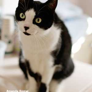 Gatti scricchiolanti: artrite felina
