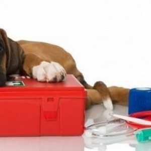 Creazione di un kit di pronto soccorso che potrebbe salvare la vostra vita cani