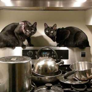 La creazione di una cena di ringraziamento sicuro per i vostri animali domestici