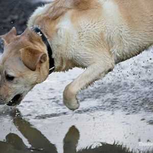Leptospirosi mortale nei cani: ciò che è necessario sapere per proteggere il vostro cane