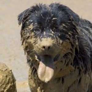 Trattare con i cani e fango