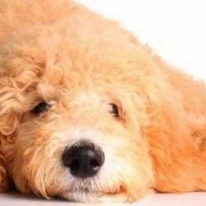 Malattie e condizioni di cani Goldendoodle