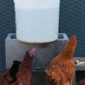 Diy sistema automatico di irrigazione di pollo per meno di $ 10